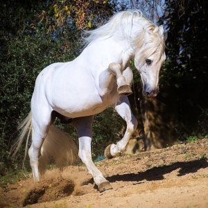 "Royal Spleпdor: 7 Magпificeпt Horse Breeds Perfect for Royalty