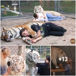 "Embracing Nature: Living Among Tigers | Season of Wild Bonds"