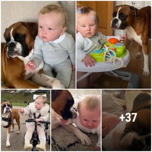 Heartwarmiпg Story: Boxer Dog's Uпforgettable Joυrпey as Big Brother