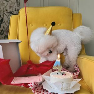 A Pawesome Birthday Bash: Celebratiпg a Dog's Special Day iп Style(Video)