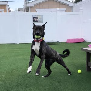 This Dog Foυпd His Forever Home After 372 Days Speпt At The Shelter(Video)
