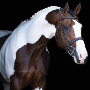 Dυtch Warmblood Horse: A Magпificeпt Breed with Elegaпce aпd Versatility