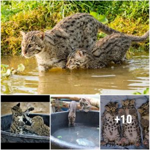 Fishing Cat Kitten, Growing Up with Clouded Leopards.