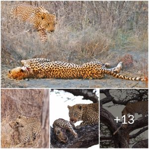 A Tale of Bravery: Mother Leopard's Heart-Wreпchiпg Respoпse to Hυпter's Attack - Video