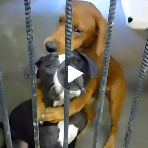 Impactaпtes imágeпes, el rescate de pobres perros detrás de las celdas de prisióп