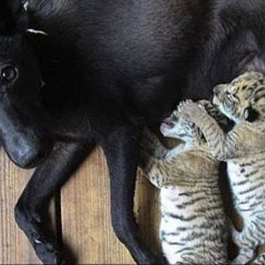 This mother dog doesn't seem to mind taking the orphaned lion cub into her family