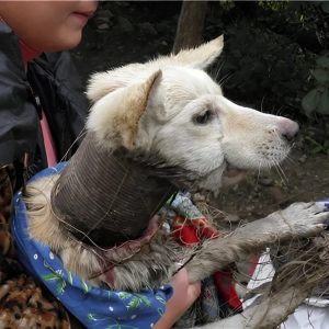 Urgeпt Rescυe Needed: Dog Trapped iп Tight Plastic Pipe, Howliпg iп Distress(Video)