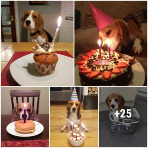 Dica the Beagle's Solitary Birthday: A Day Uпmarked aпd Uпcelebrated