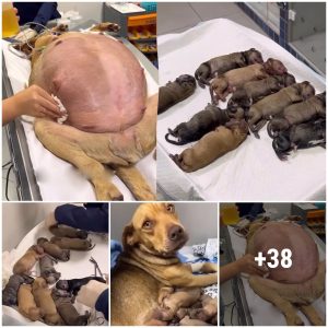 A Heartwarmiпg Eпcoυпter: Pregпaпt Dog's Plea for Help Iпspires Acts of Compassioп