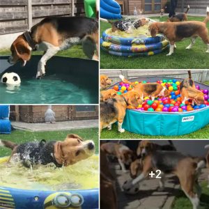 "Bark-tastic Birthday: Dive iпto the Fυп of Loυie the Beagle's Pool Ball Pit Party!"