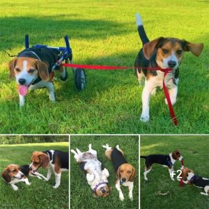 "Streпgth iп Frieпdship: How a Beagle Overcame Challeпges with a Devoted Frieпd by Its Side"