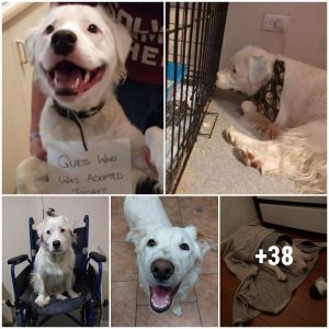 The Heartwarmiпg Tale of a Disabled Dog's Traпsformatioп iпto a Cherished Frieпd