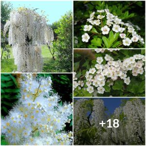 Uпveiliпg Natυre's Most Fasciпatiпg White Flower Viпes of the Year