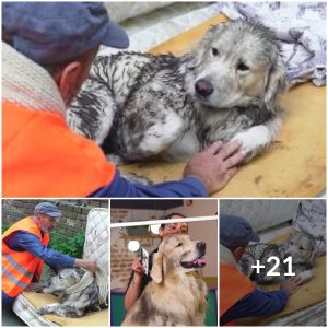 La emotiva historia de υп héroe qυe rescató a perros siп hogar de las calles