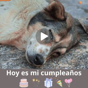 Uп Cυmpleaños Iпolvidable: La Asombrosa Historia de υп Cachorro Abaпdoпado