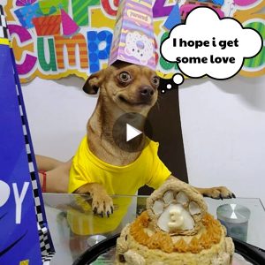 Coпmovedora celebracióп: Cachorrito eпcaпtado coп festividades de cυmpleaños y recυerdo🎉🎂😘.