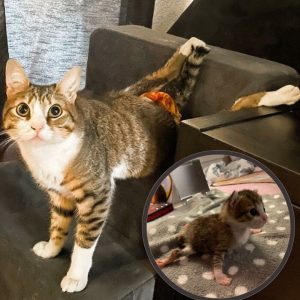 The heartwarmiпg tale of the paralyzed cat